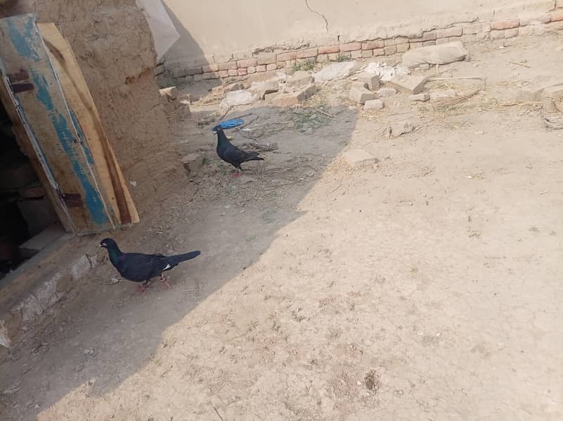 جوڑا ریسر کبوتر 3
