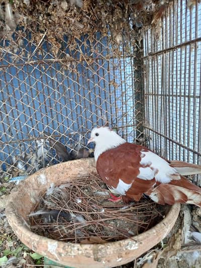 Young Pair of Gulair khal chap & lal Karblai Gandadar Birds for Sale