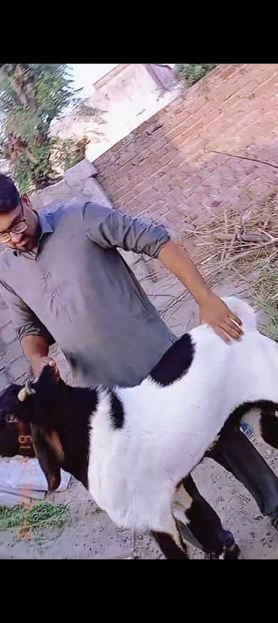 beetel amritsari