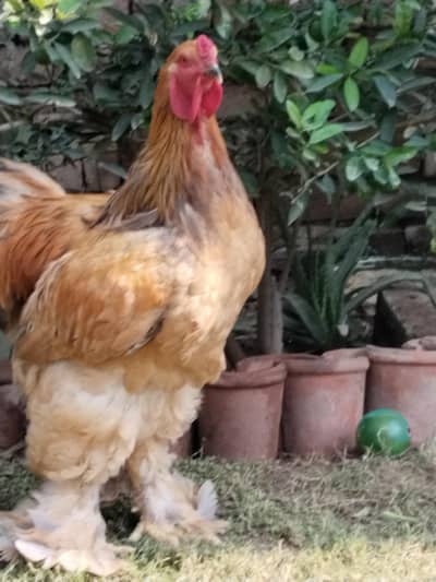 brahma for sale