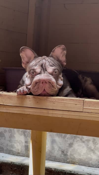 Frenchbulldog
