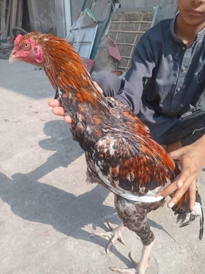 pure miawali aseel breeder patha Ghar ka pala howa