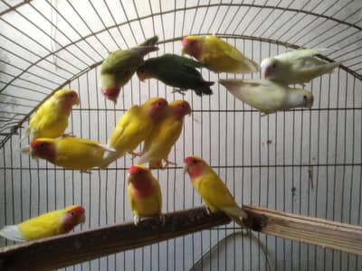 Lovebirds Colony Setup & Cages Setup Available