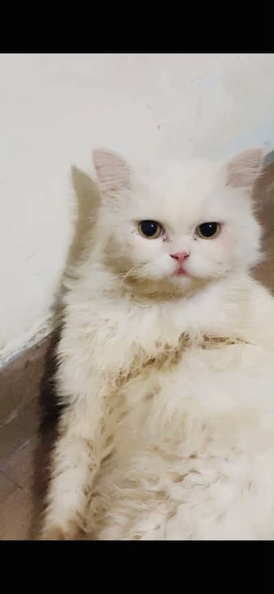 for mating