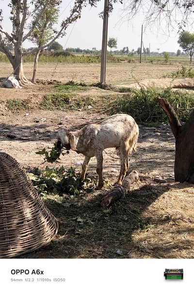 makhi chena goats Desi 35kg weight for next qurbani
