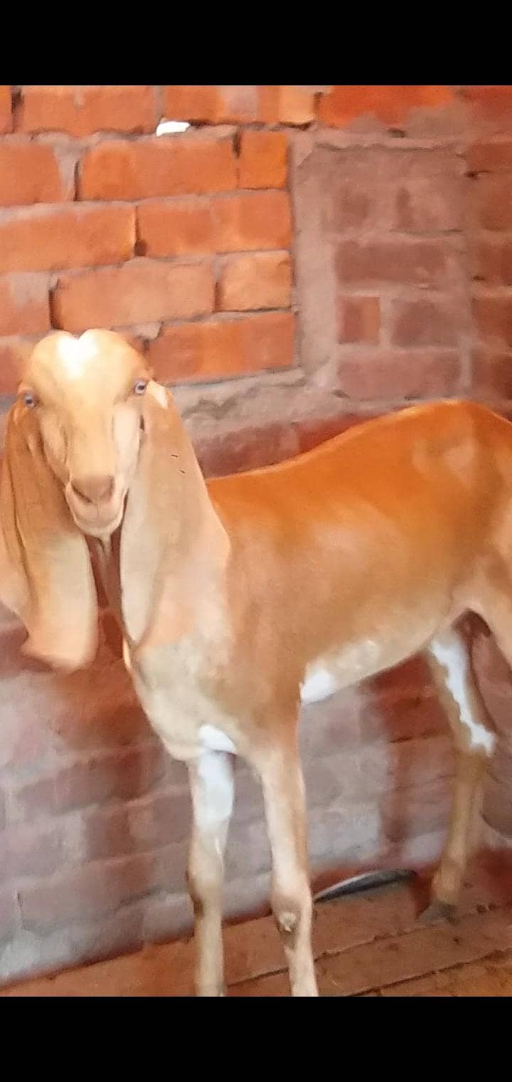 dasi bital path 0