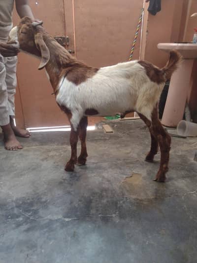 tuta pure breeder