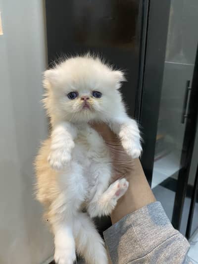 peke face female kitten.