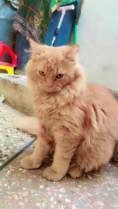 Male Kitten 5 Month Age Washroom Trained