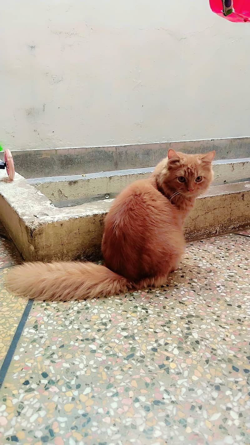 Male Kitten 5 Month Age Washroom Trained - Cats - 1121036591