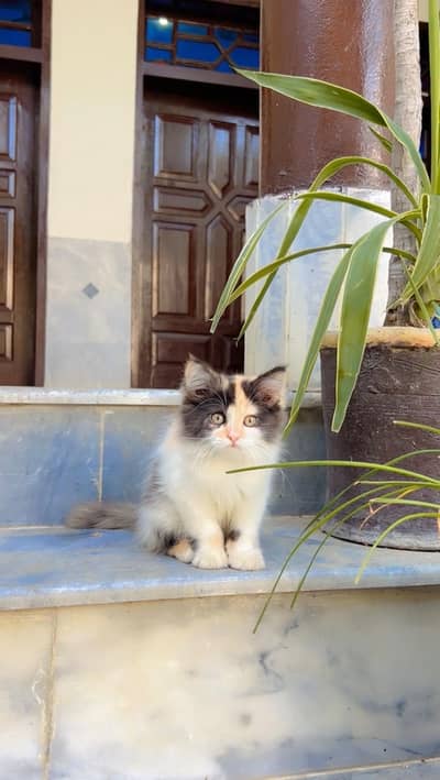 calico kitten for sale