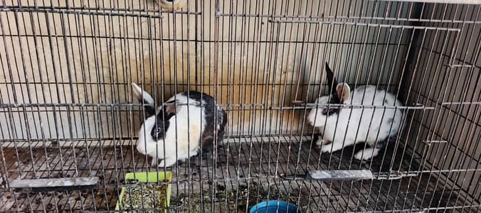 rabbit pair red eyes for sale