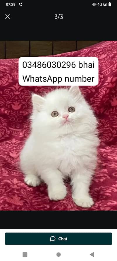 Persian cat for sale male or female vaccinated