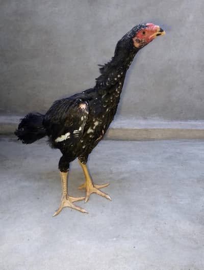 Black shamo male Patha for sale Rs 8000 location tajhpura lahore 0