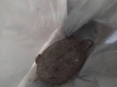 tortoise for sale