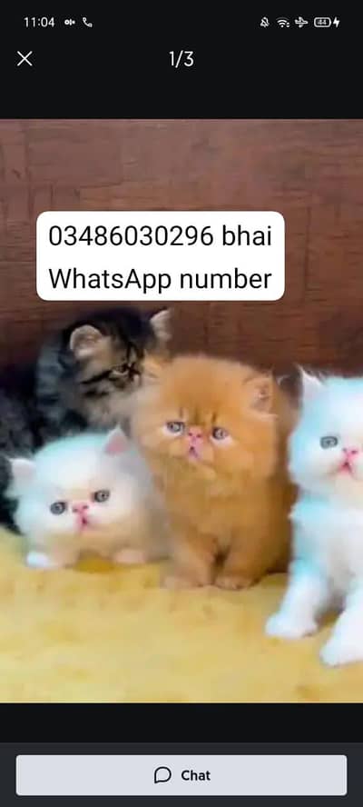Persian cat for sale male or female vaccinated