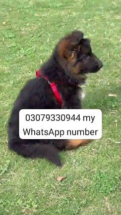 German Shepherd dog for sale male vaccinated
