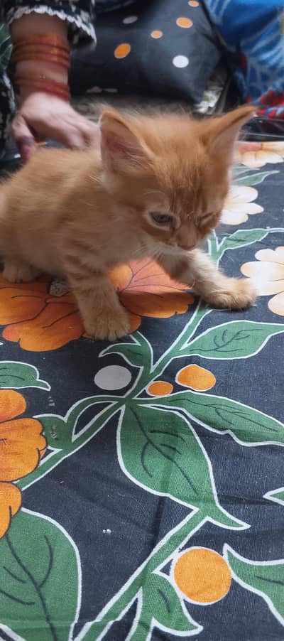 2 PERSIAN CATS PAIR FOR SALE