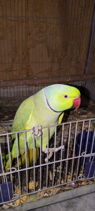 Green parrot Pairs