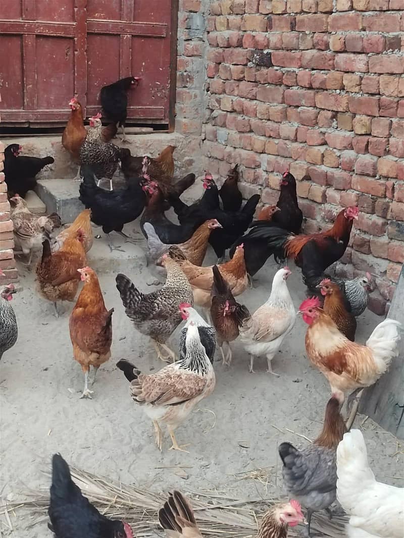 Desi hen 0