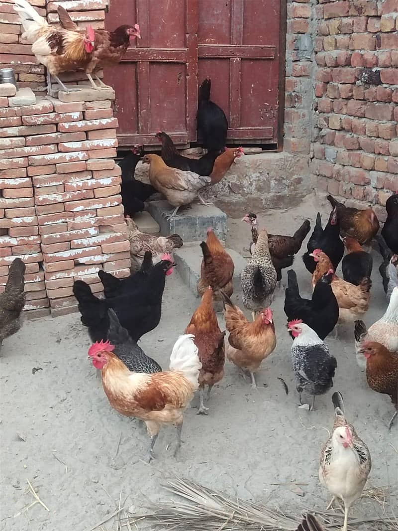 Desi hen 1