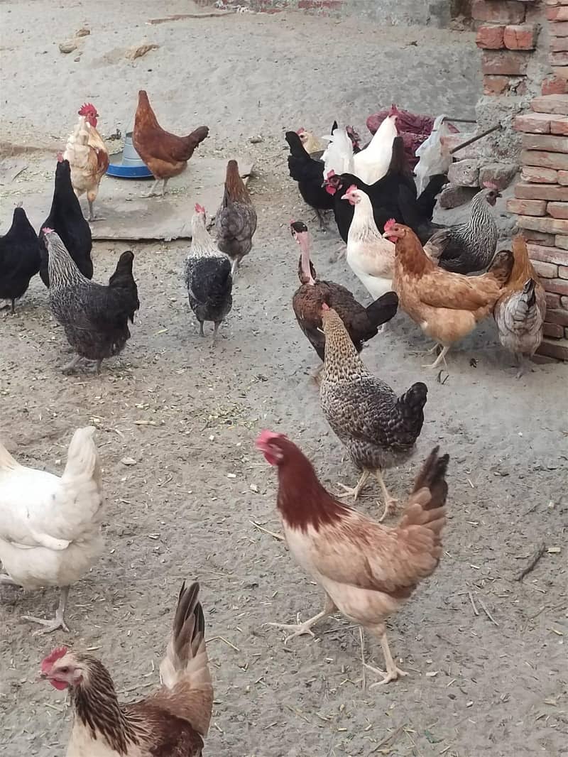 Desi hen 3