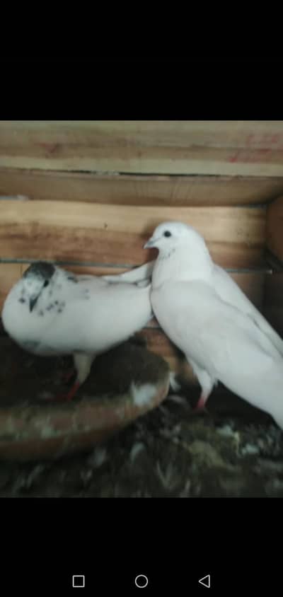 Pigeon