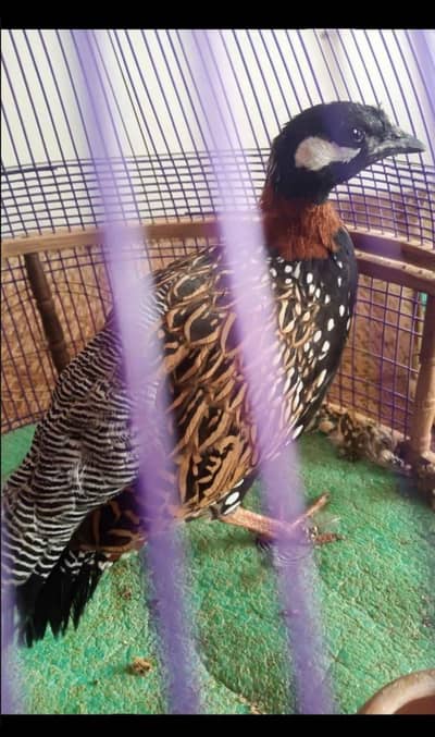 Healthy & Active breeder Kala Tettar for Sale.
