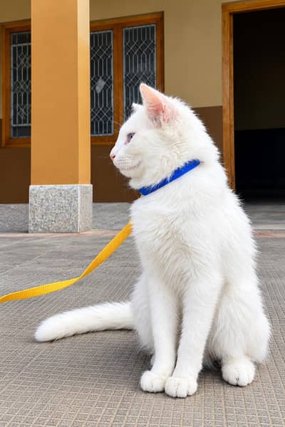 Persian white cat double coded