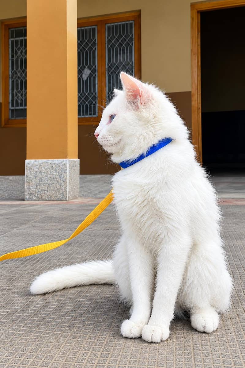 Persian white cat double coded 0
