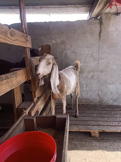 Bakra bakri