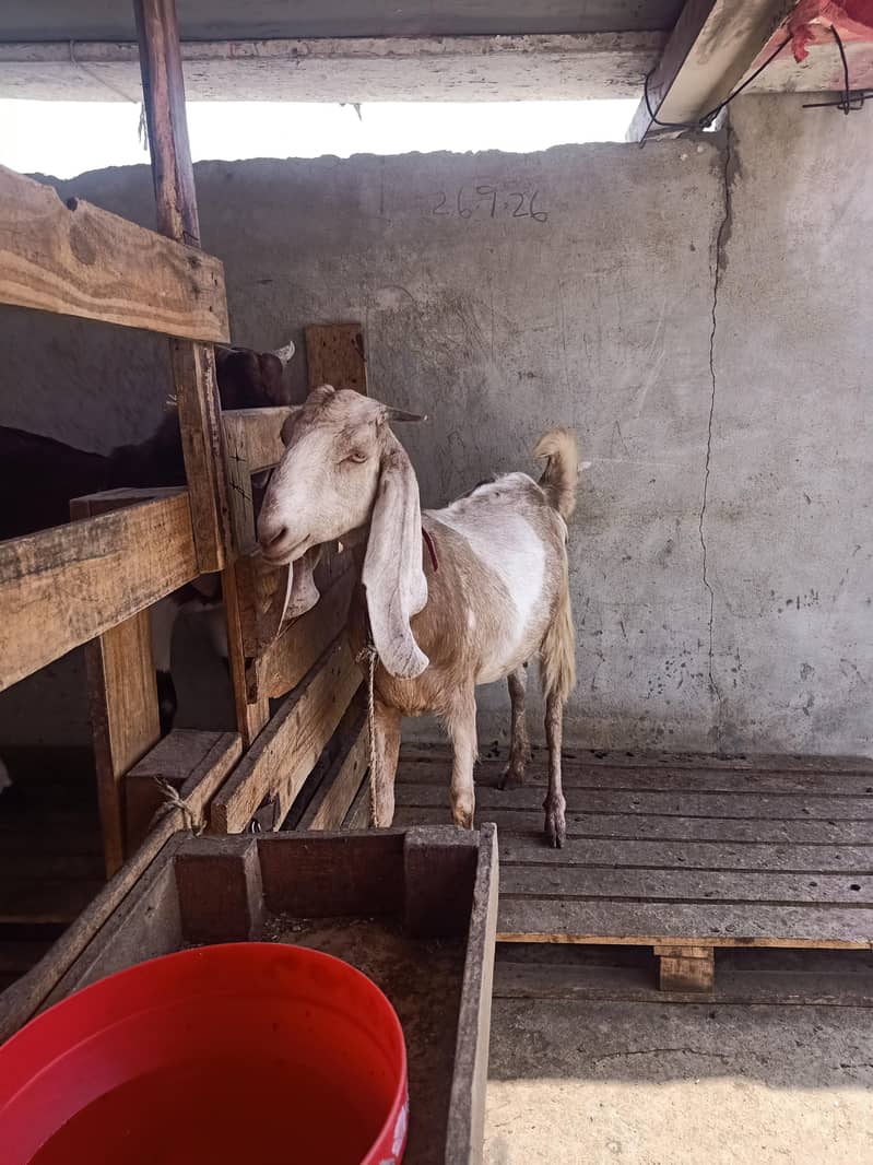 Bakra bakri 0