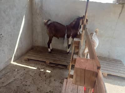 Bakra bakri