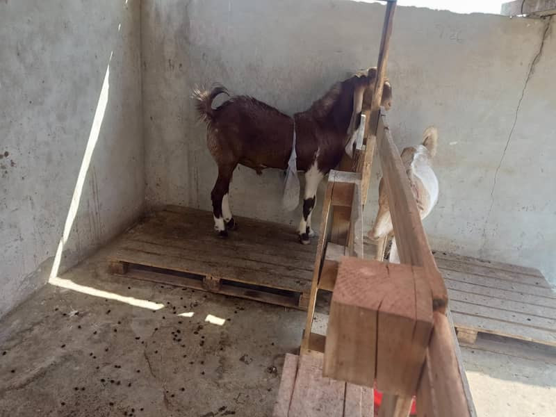 Bakra bakri 1