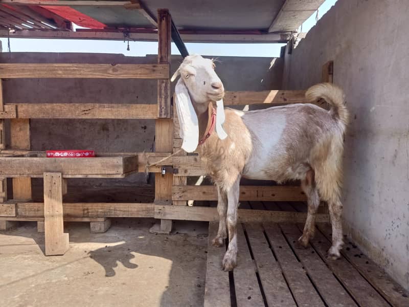 Bakra bakri 4