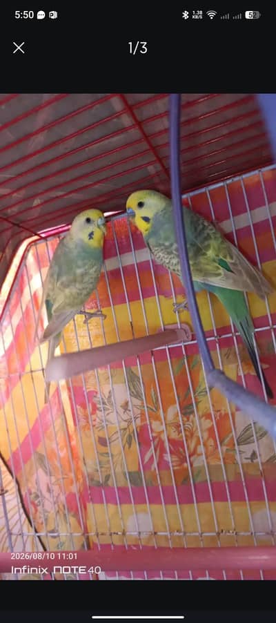 Rambo Budgies Pair for Sale – 11 Months Old