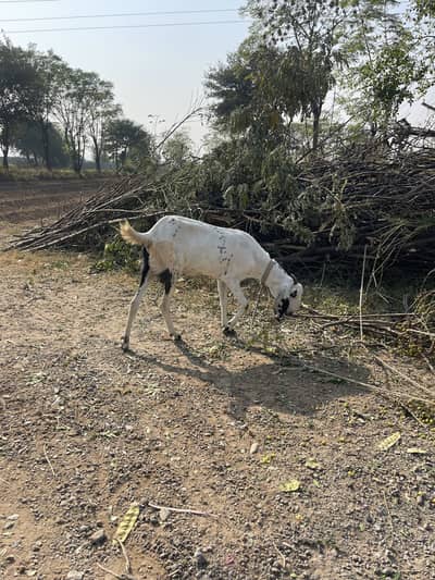 Bakri achi ha