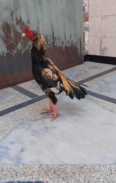 HIGH QUALITY JAWA MURGA URGENT FOR SALE PRICE FINAL.    5K