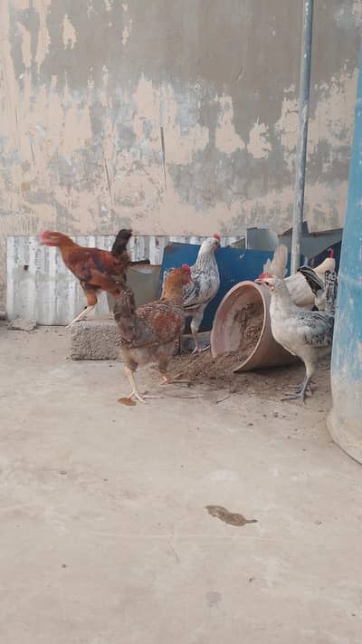 Beautiful Murga Murgi available