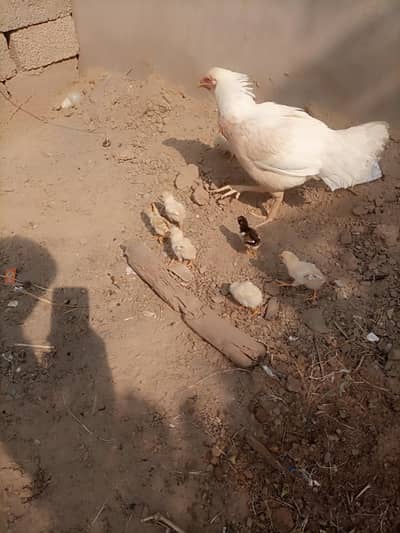 Aseel Murgi 7 chicks