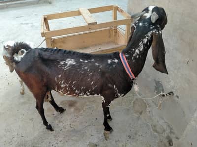 Bakri for sale healthy and Active WhatsApp 03137944565