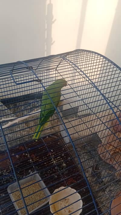 green breed pair male 7k female 3k