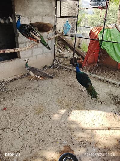 Peacock for Sale