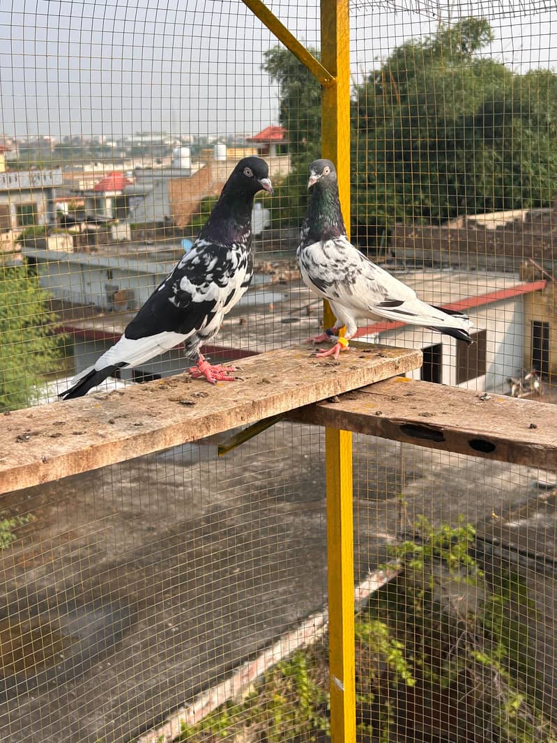 teddy piegon 0