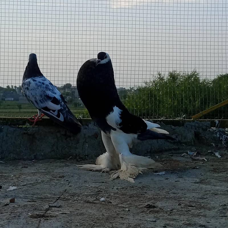 teddy piegon 5