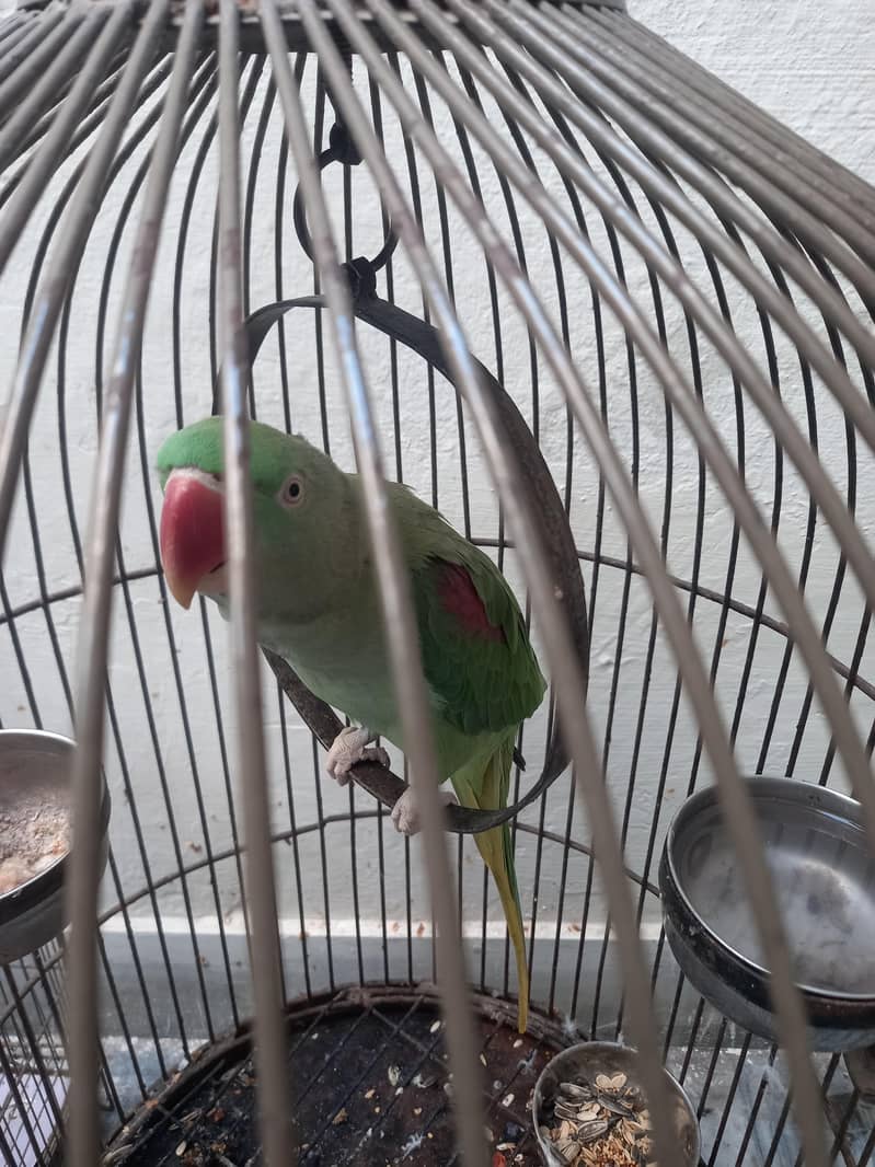 Talking Raw Parrot 0