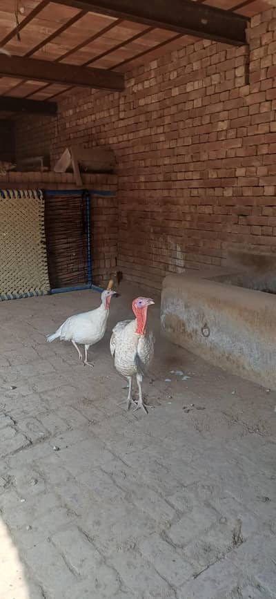 Turkey pair