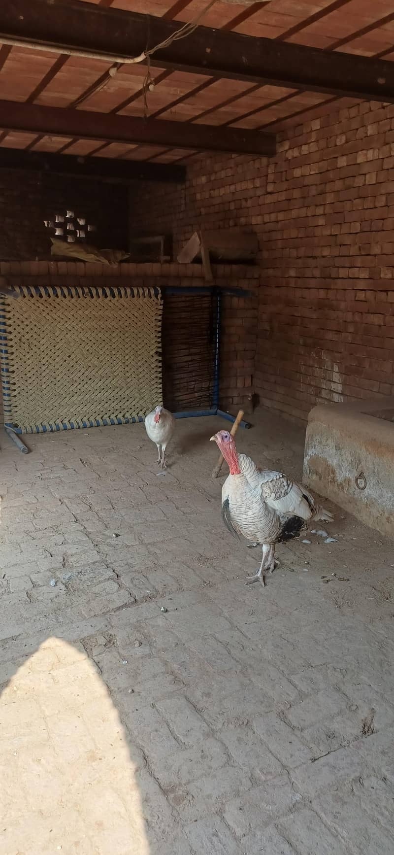 Turkey pair 1