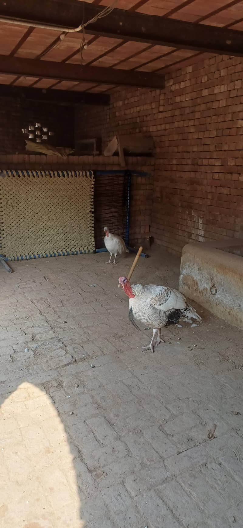Turkey pair 2