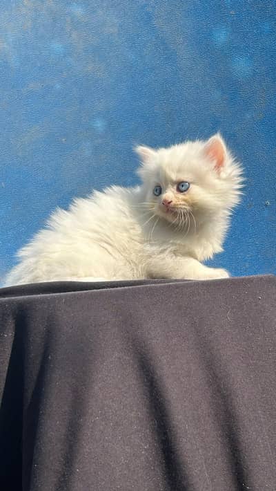 pershian kitten